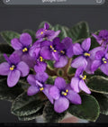 Jersey Sugar Plum (Miniature) African Violet