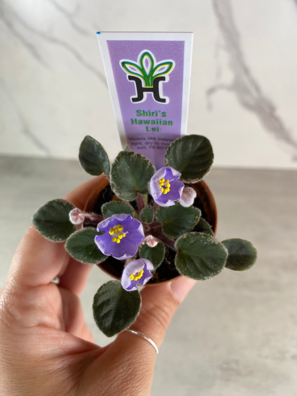 Shiri's Hawaiian Lei (Miniature) African Violet