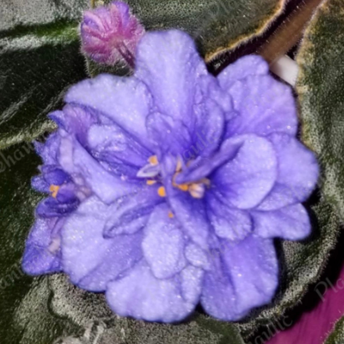 Blue Halo (Miniature) African Violet