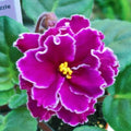 Sun Sizzle African Violet