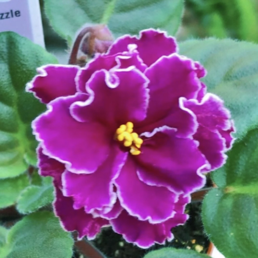 Sun Sizzle African Violet
