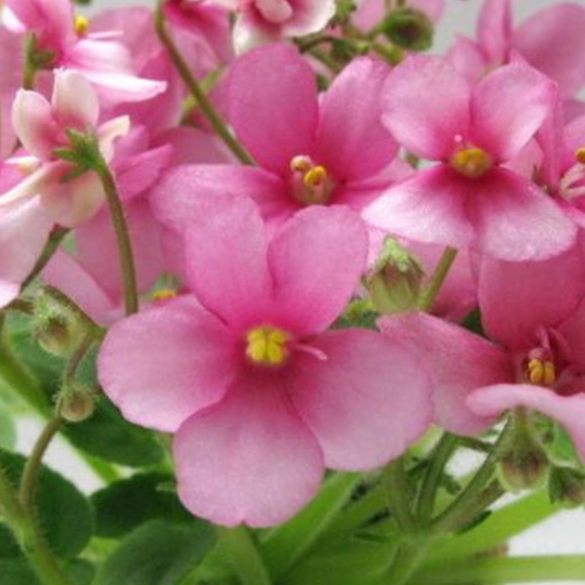 Jolly Mischief (Miniature) African Violet