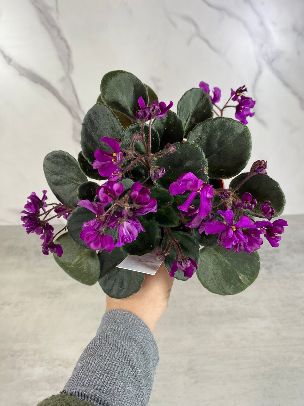 Hunter's Venom African Violet