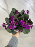 Hunter's Venom African Violet