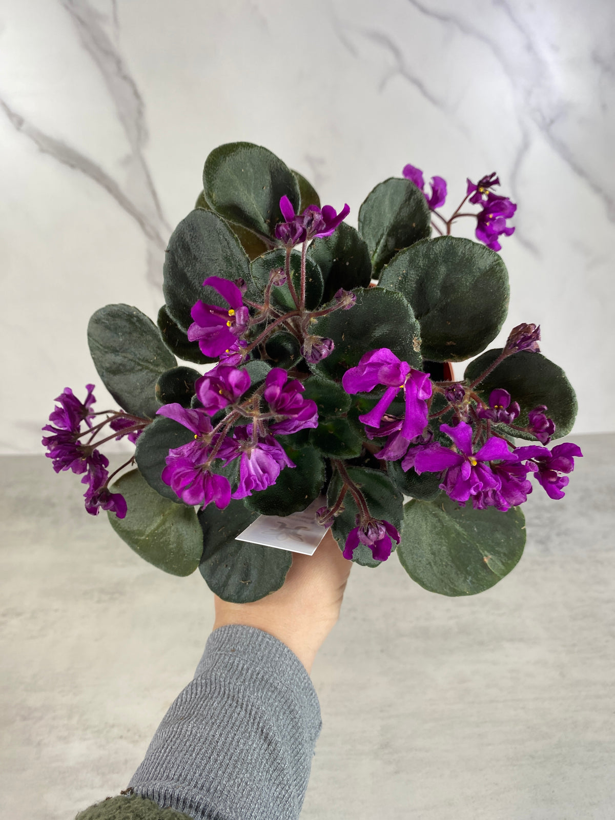 Hunter's Venom African Violet