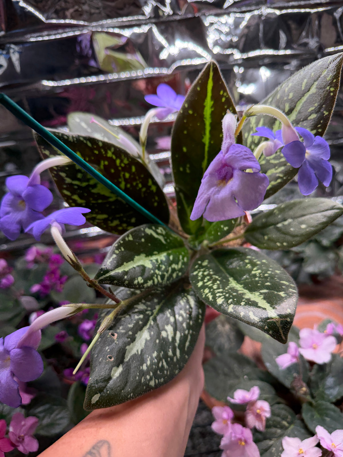 Michaelmoelleria Vietnamensis