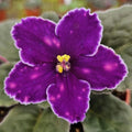 VaT In The Sky African Violet