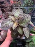 Pink Panther (Episcia) Flame Violet