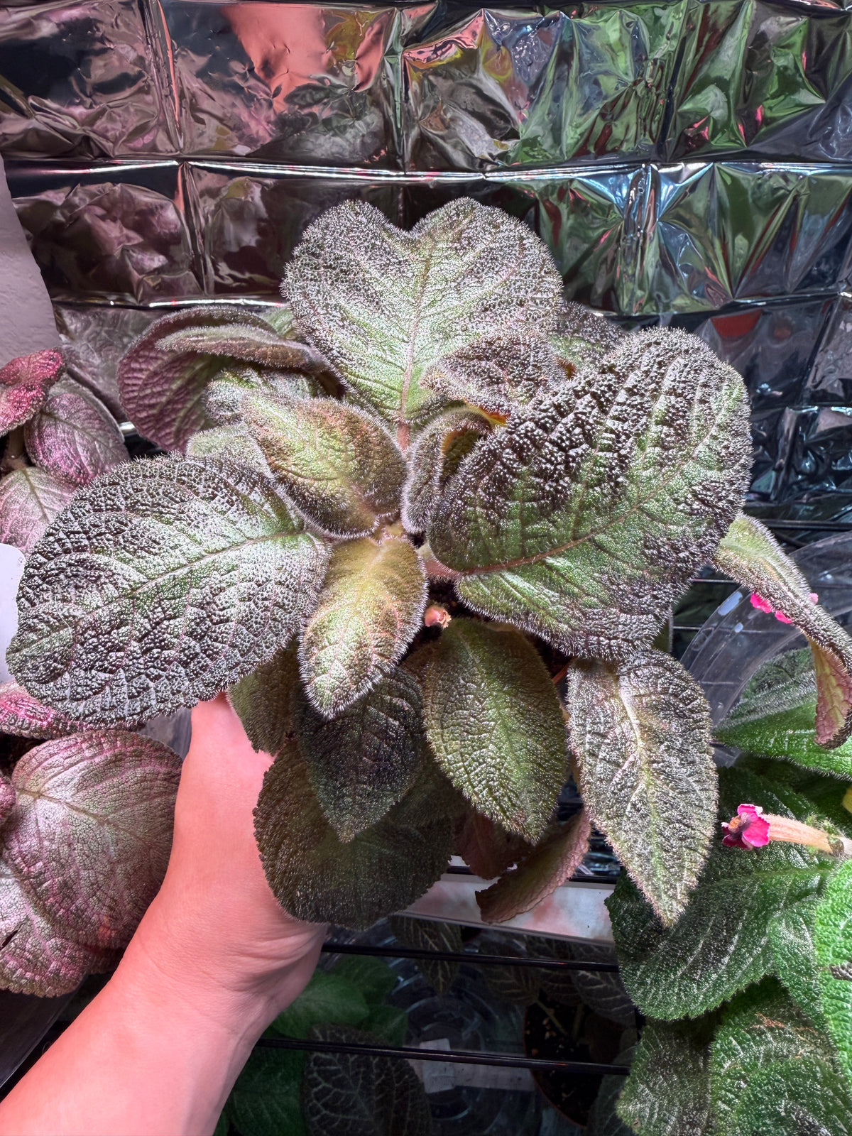 Pink Panther (Episcia) Flame Violet