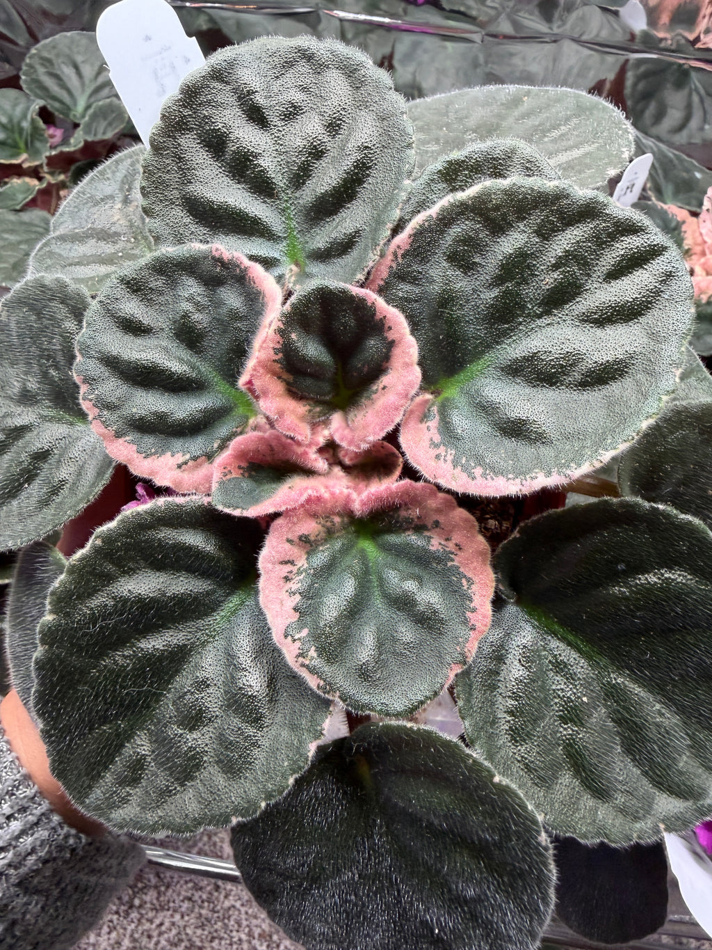 Wrangler's Big Country African Violet