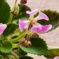 Morgan's Muskaan (Miniature) African Violet