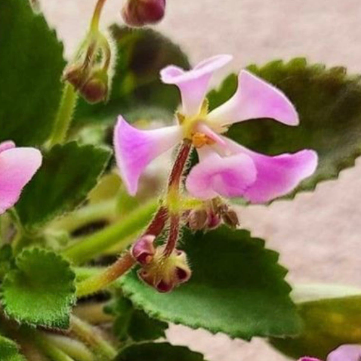 Morgan's Muskaan (Miniature) African Violet