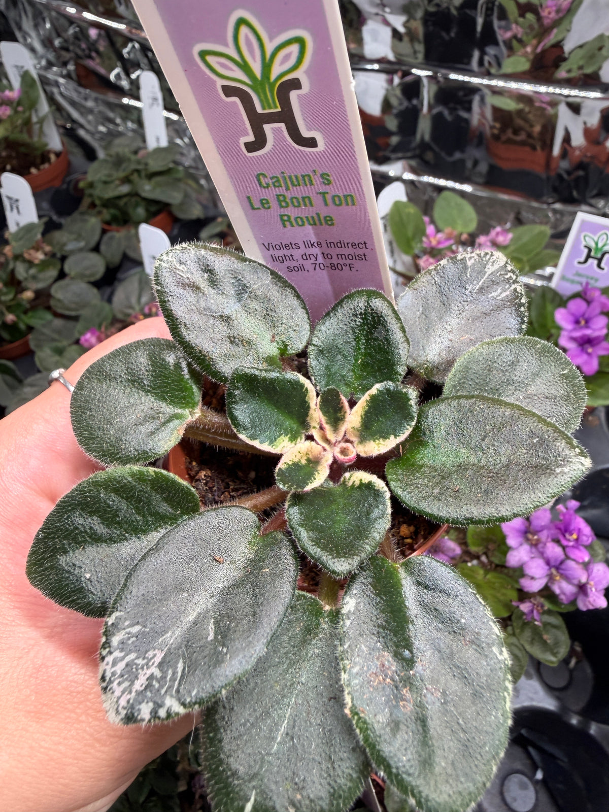 Cajun’s Le Bon Ton Roule Miniature African Violet