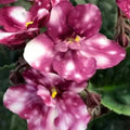 Hunter’s Fire & Ice African Violet