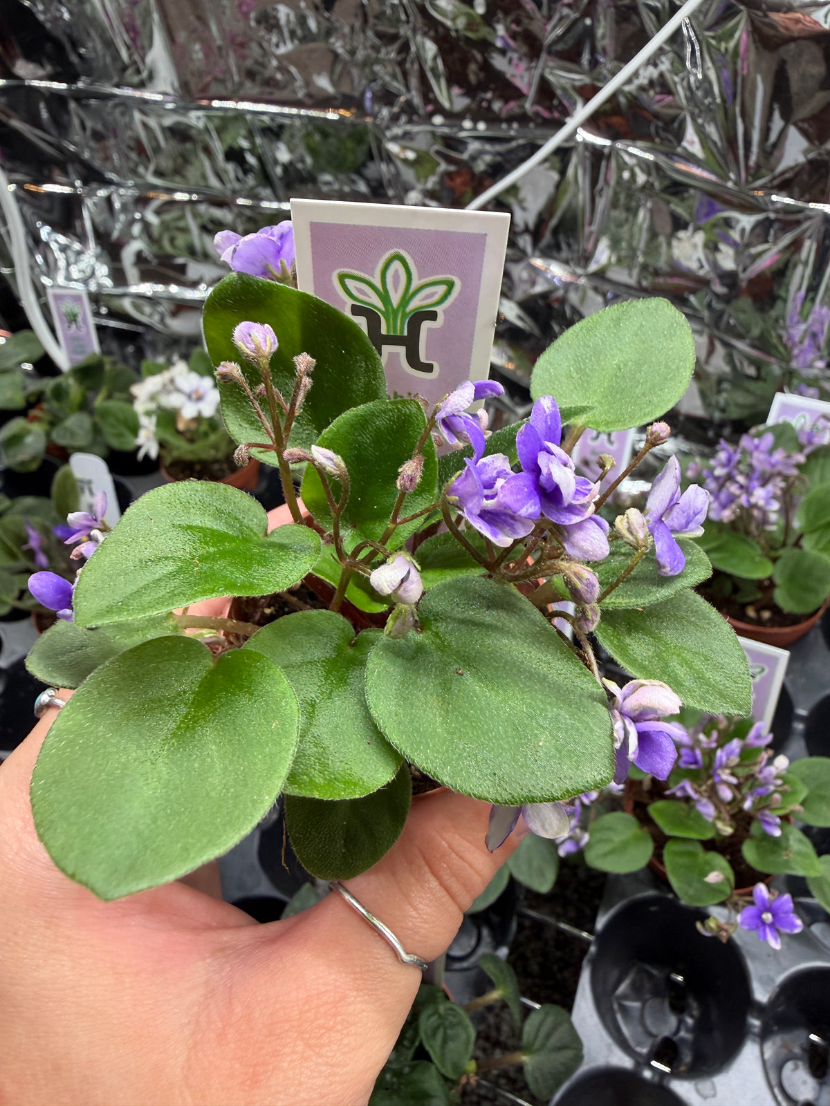 Fun Trail (Miniature) African Violet
