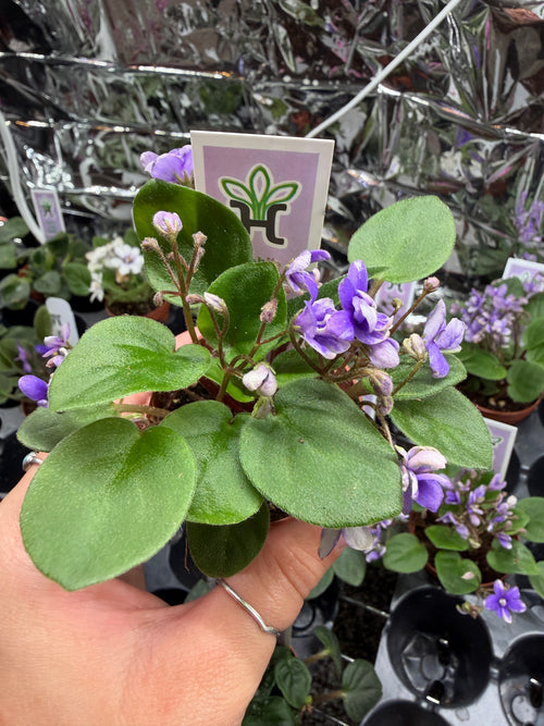 Fun Trail (Miniature) African Violet