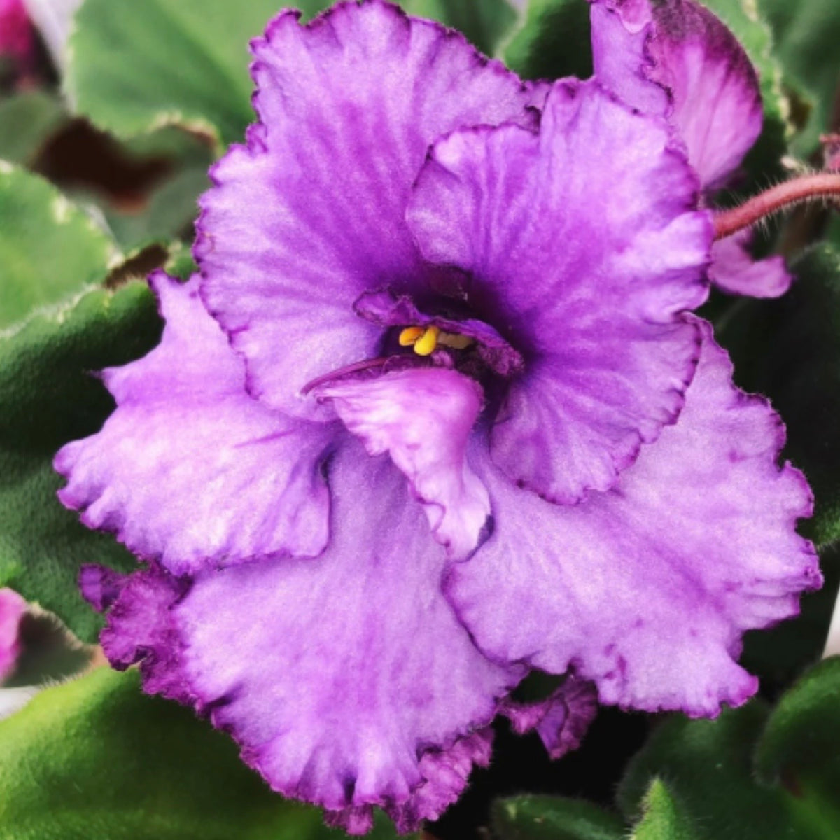 Wrangler's Banjo Dancing African Violet