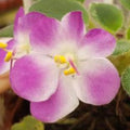 Plumberry Glow (Miniature) African Violet