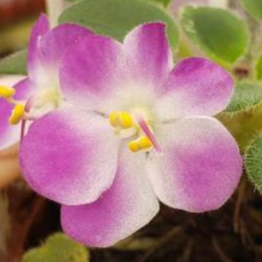 Plumberry Glow (Miniature) African Violet