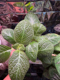 Sorrento Sunrise (Episcia) Flame Violet