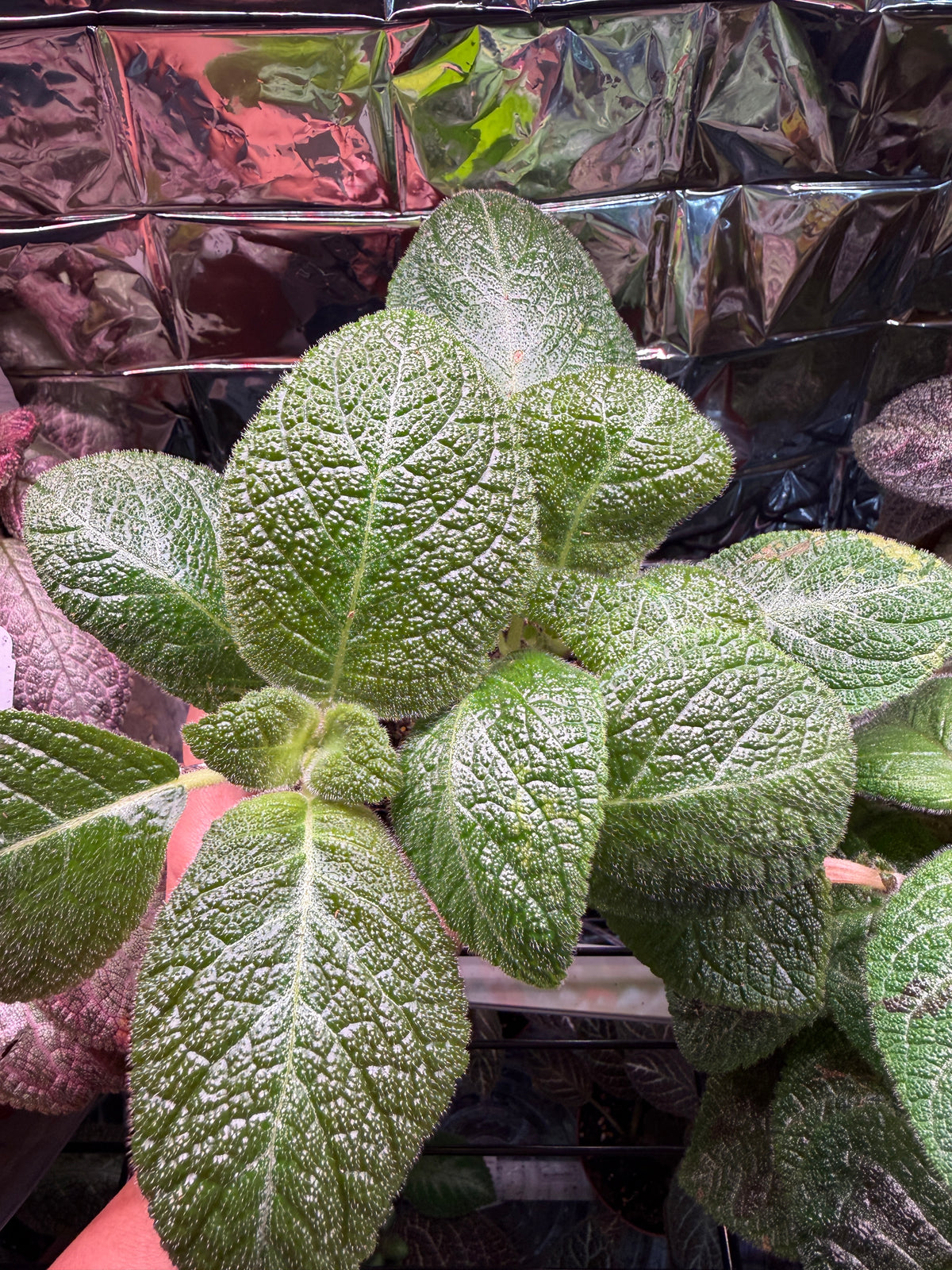Sorrento Sunrise (Episcia) Flame Violet