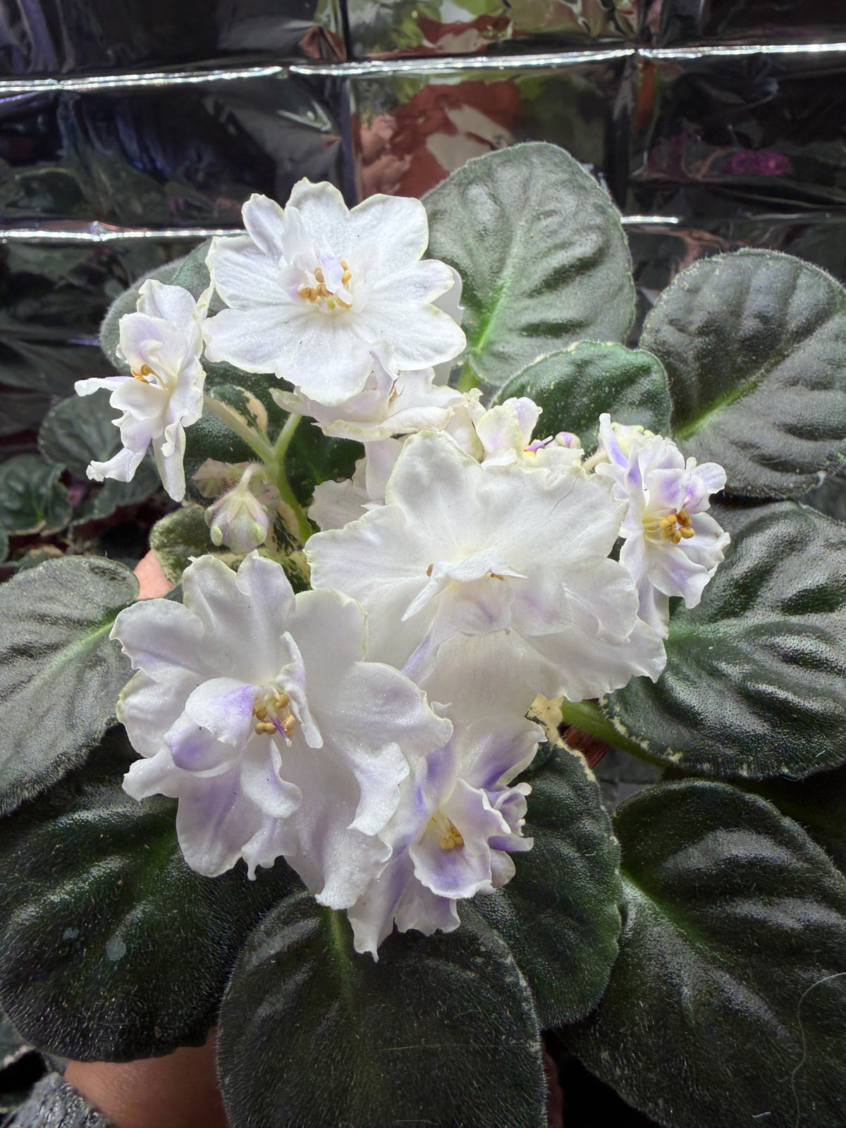 RS Ariel African Violet