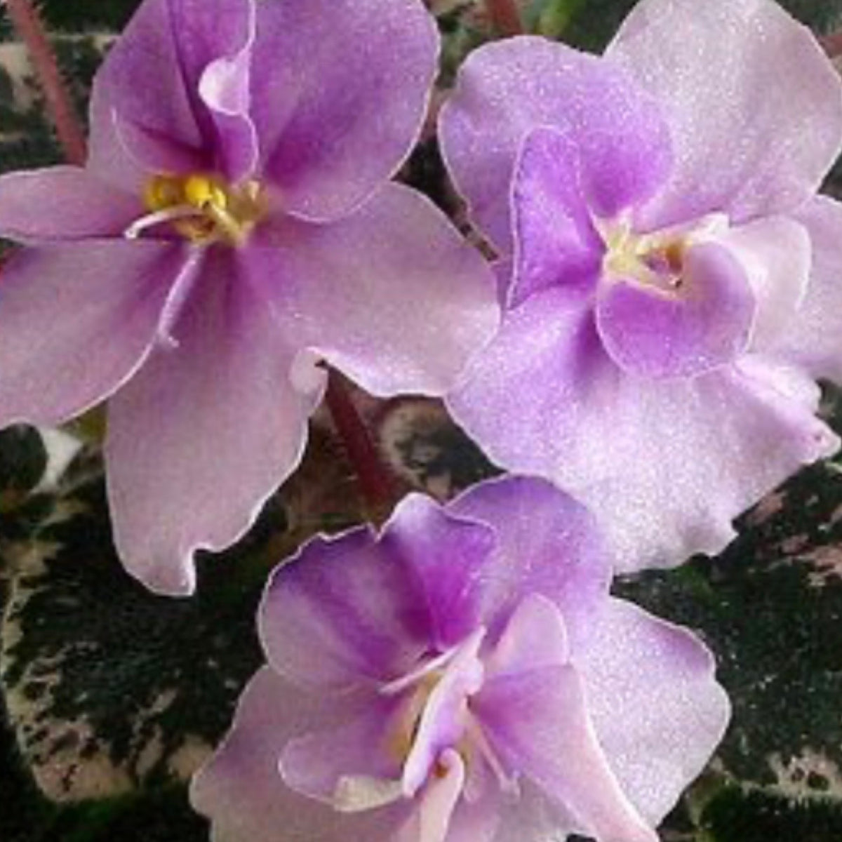 Toy Castle (Miniature) African Violet