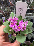 Jersey Rose Trail (Miniature) African Violet