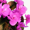 Rob's Suicidal Squirrel (Miniature) African Violet