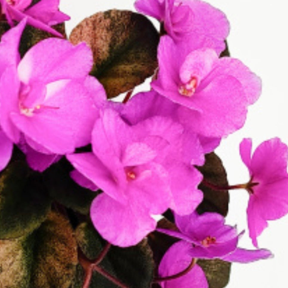 Rob's Suicidal Squirrel (Miniature) African Violet