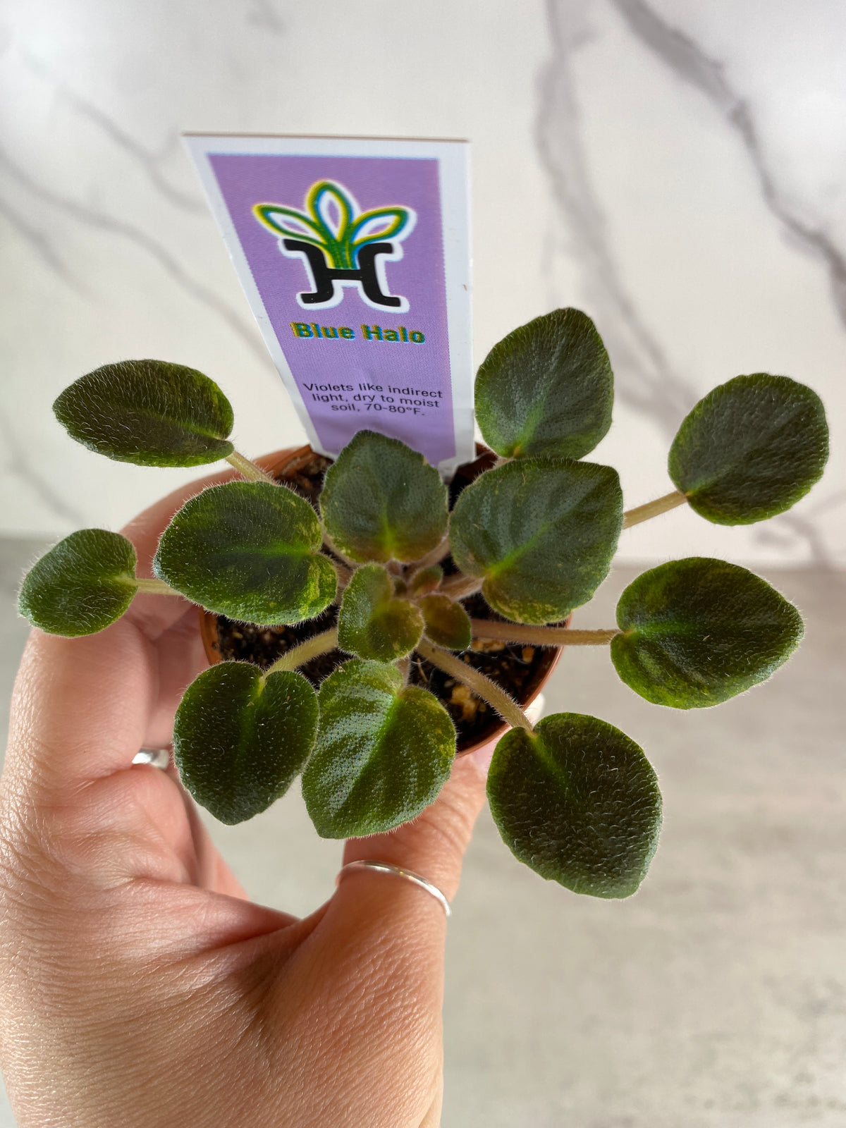 Blue Halo (Miniature) African Violet