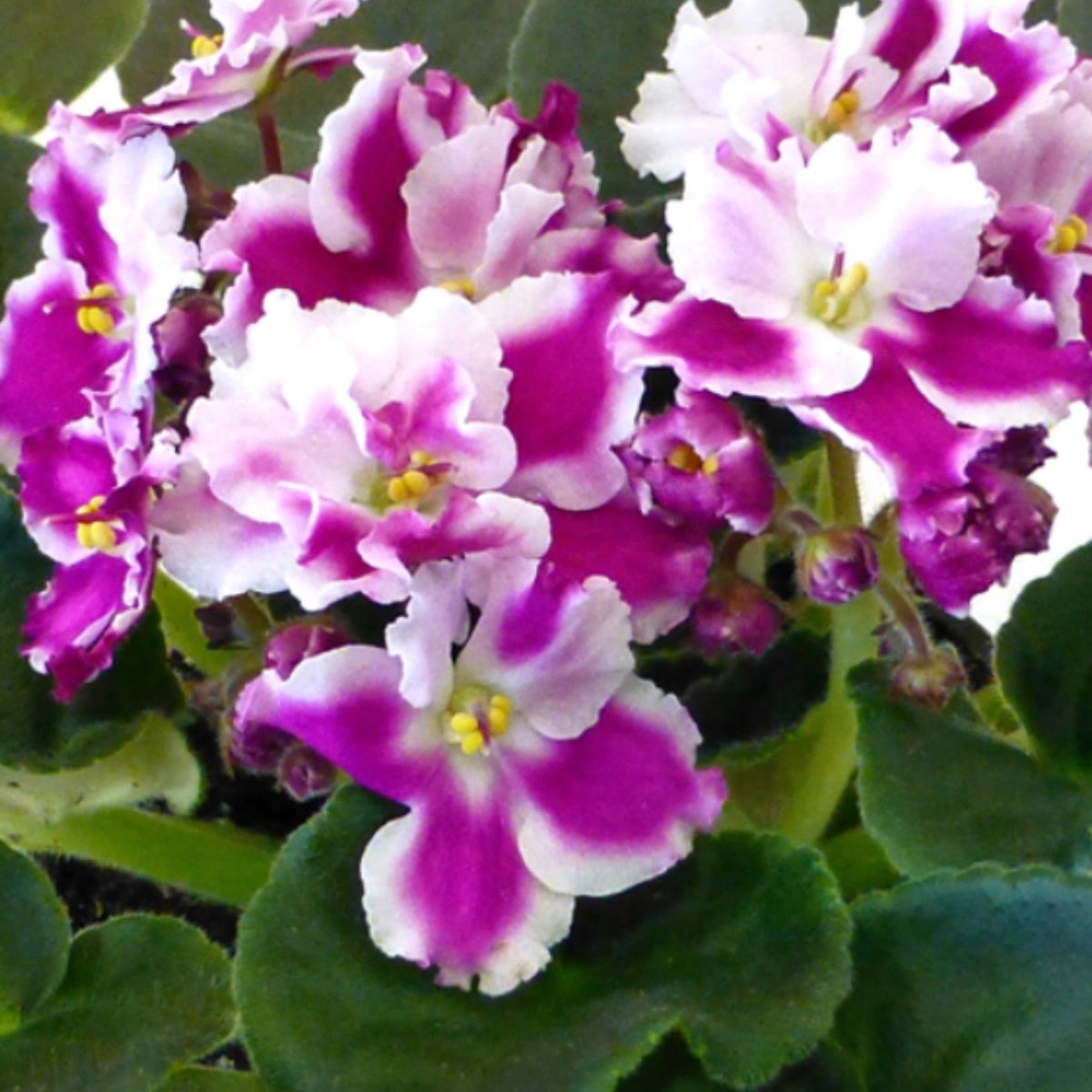Gisella African Violet