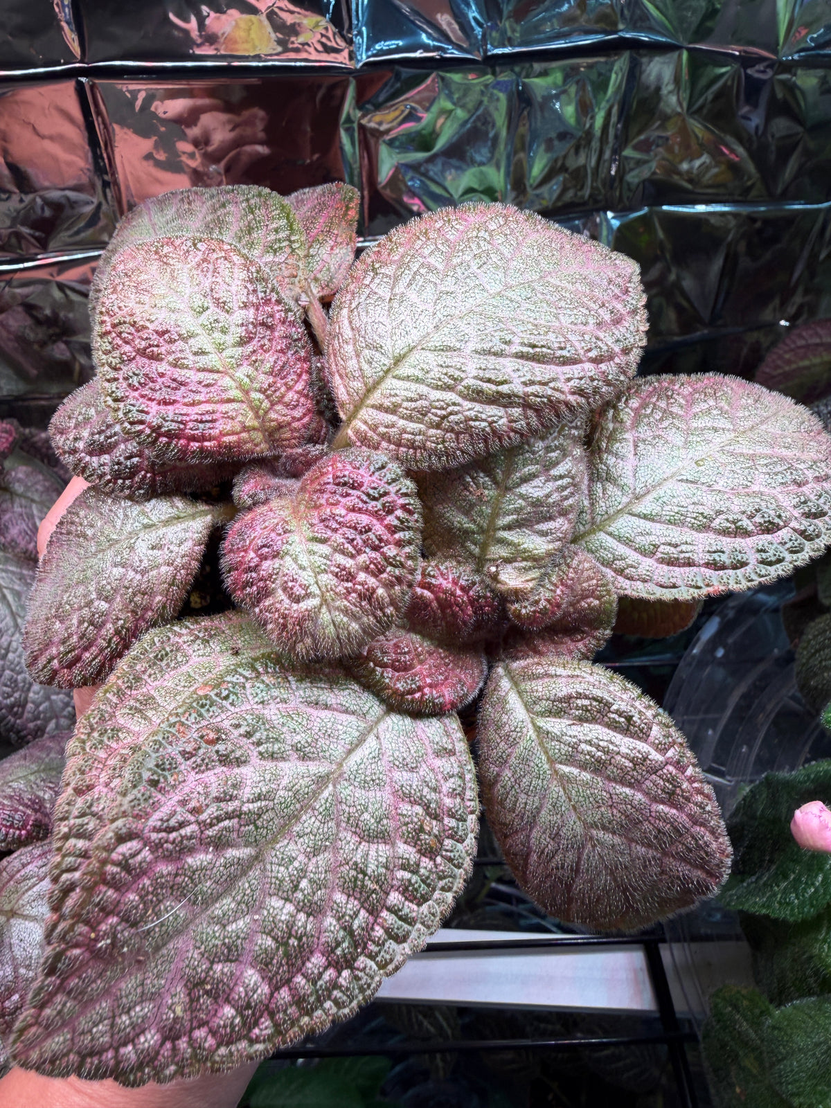Country Star (Episcia) Flame Violet