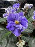 Harmony's Cotton Candy African Violet