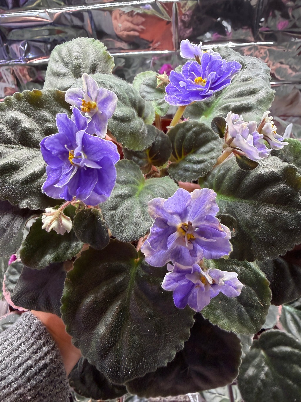 Harmony's Cotton Candy African Violet