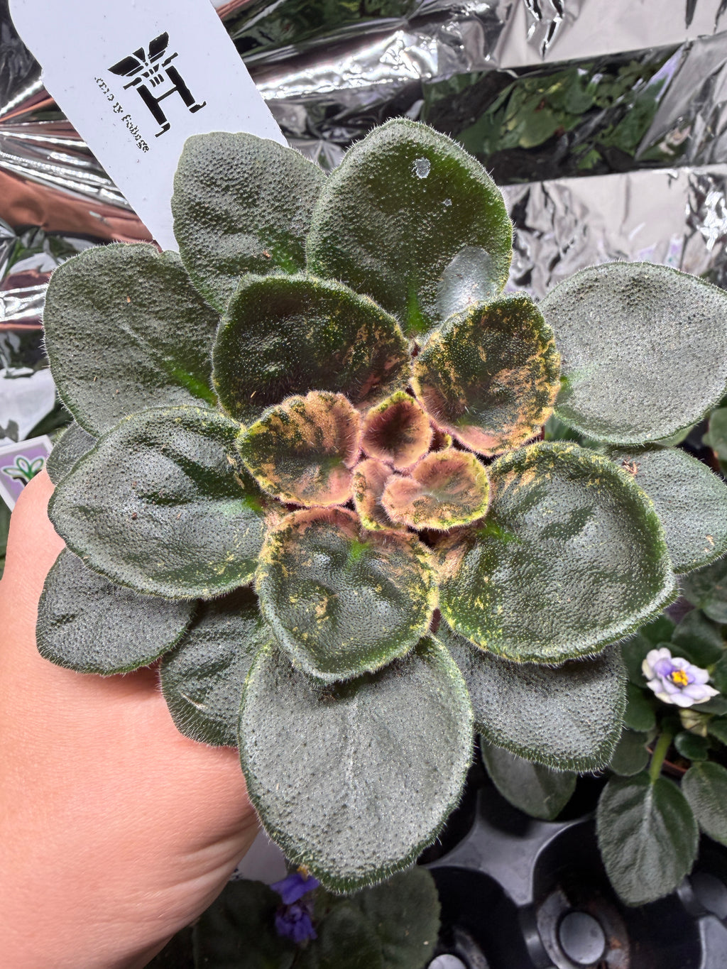 Blue Halo (Miniature) African Violet