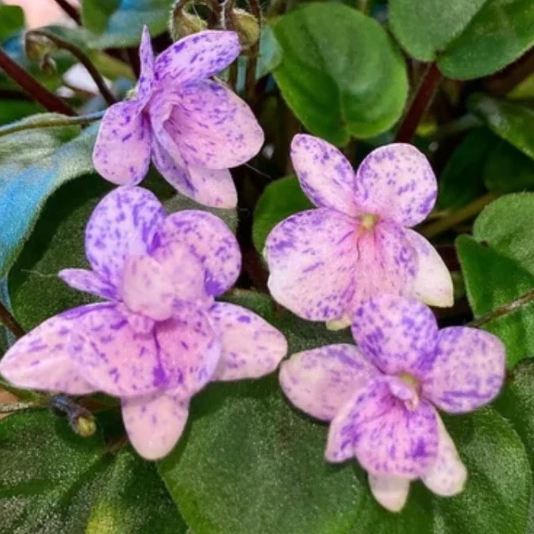 Fun Trail (Miniature) African Violet