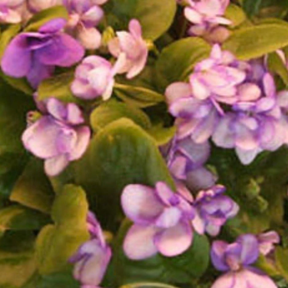 Rob's Humpty Doo (Miniature) African Violet