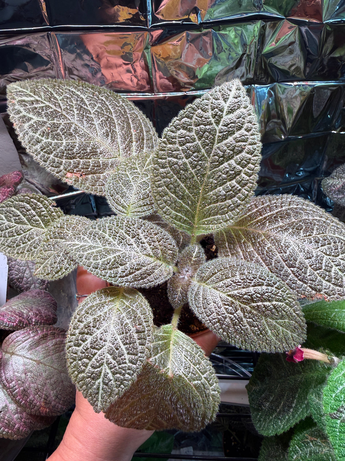 Longwood Gardens (Episcia) Flame Violet