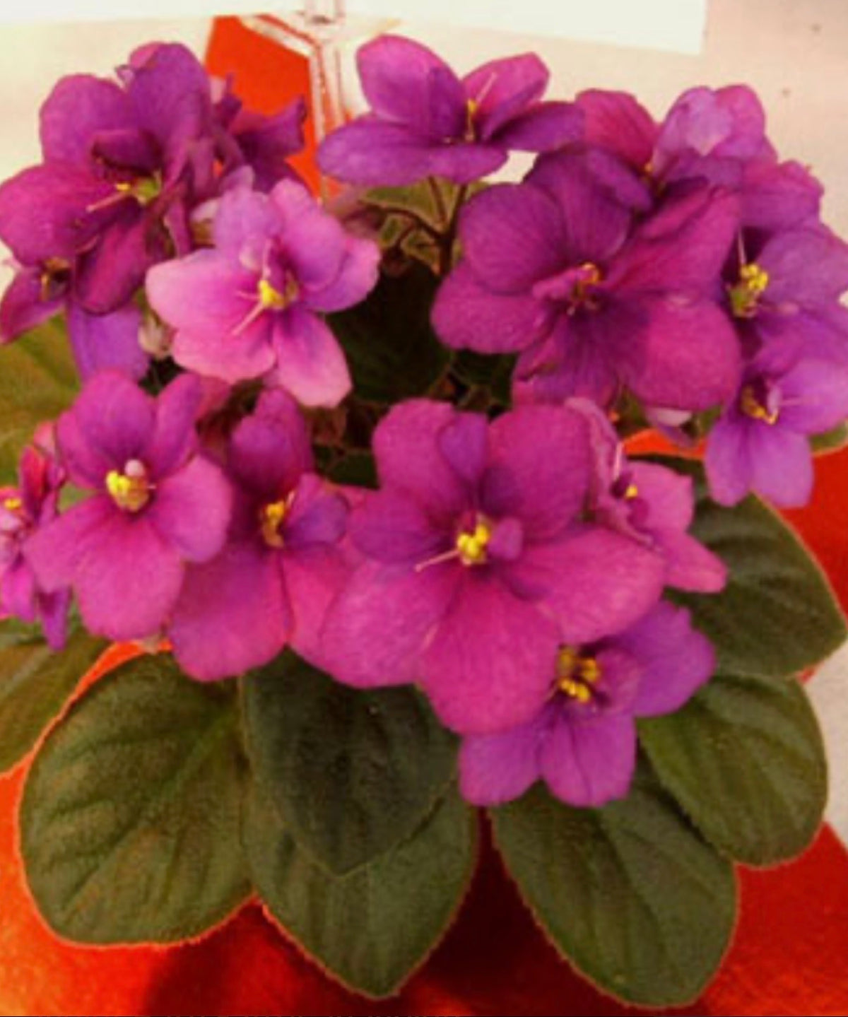 Rob's Rinky Dink (Miniature) African Violet