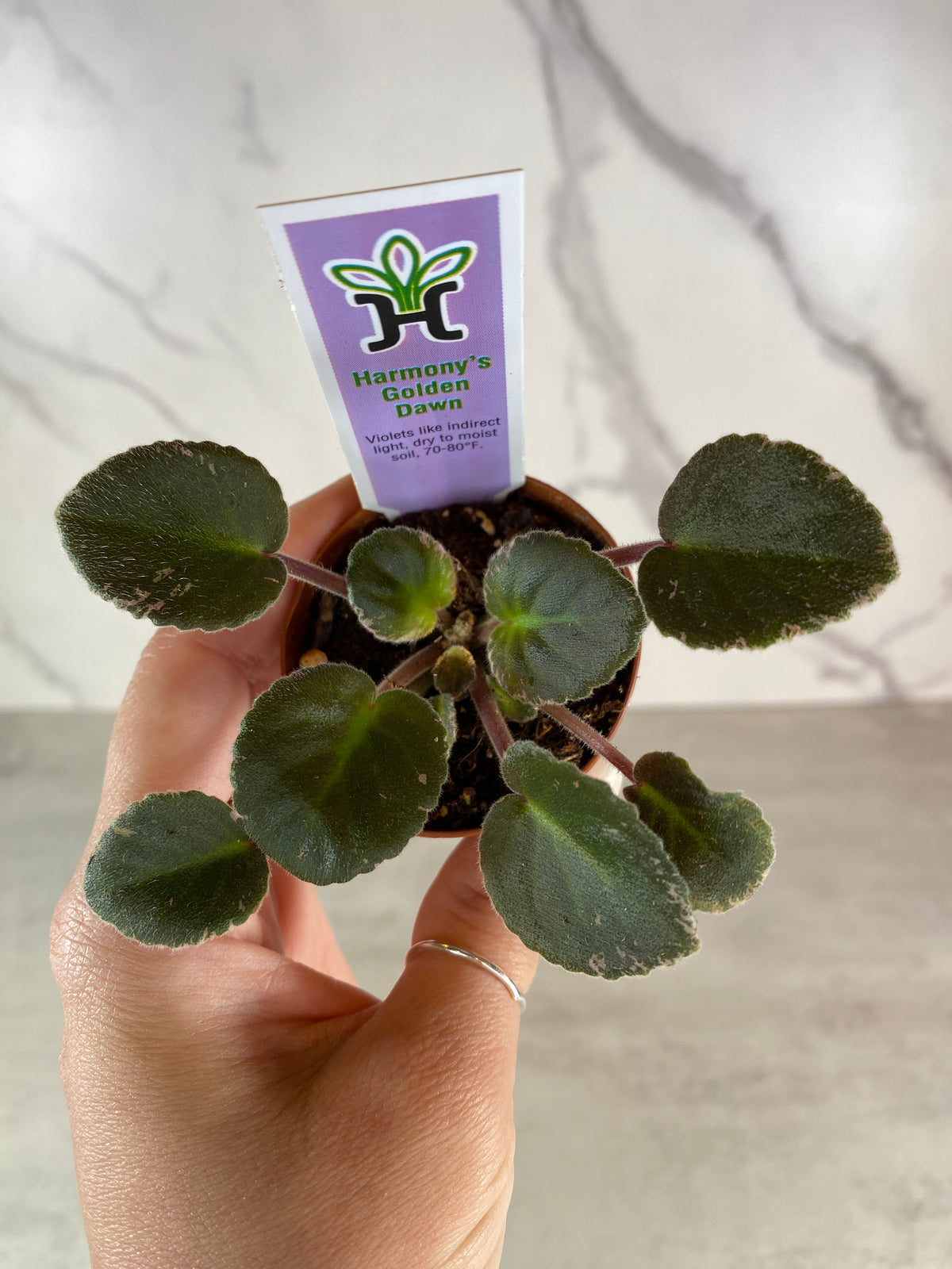 Harmony’s Golden Dawn (Miniature) African Violet