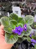 Rob's Outer Orbit (Miniature) African Violet