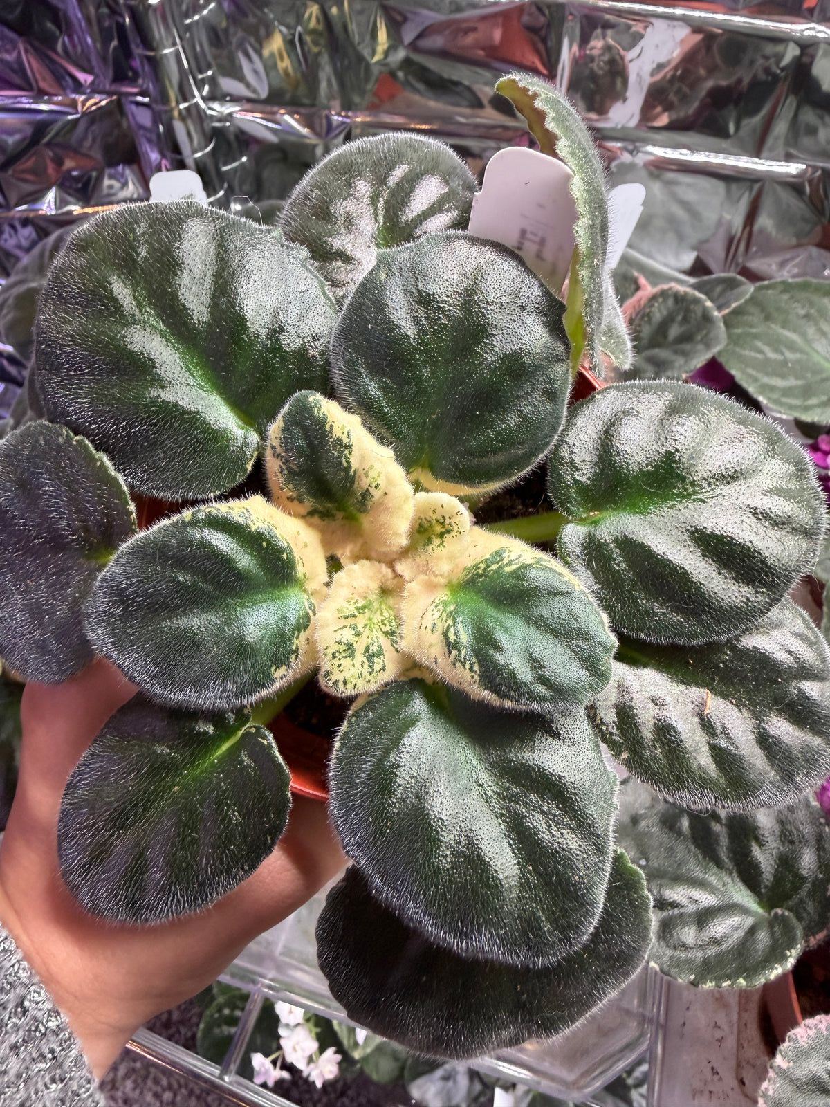 RS Ariel African Violet