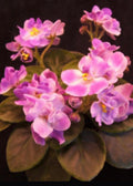 Rob's Munchkin Kisses (Miniature) African Violet