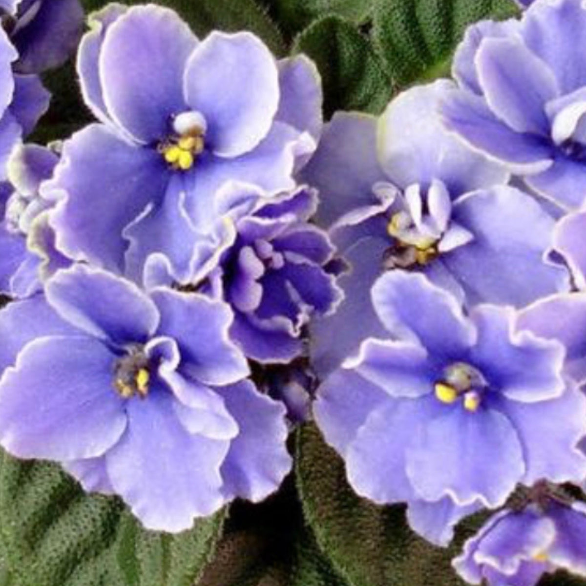 Frosted Denim (Miniature) African Violet