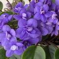 Rob's Gundaroo (Miniature) African Violet