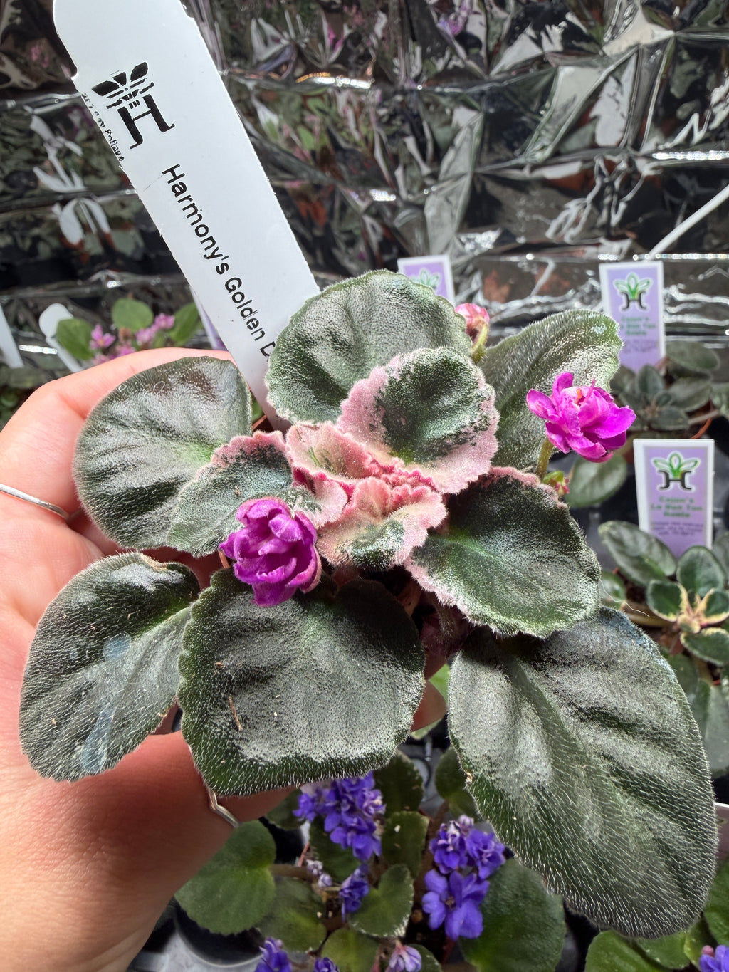 Harmony’s Golden Dawn (Miniature) African Violet