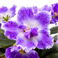 AE Sharlene Fantasy African Violet
