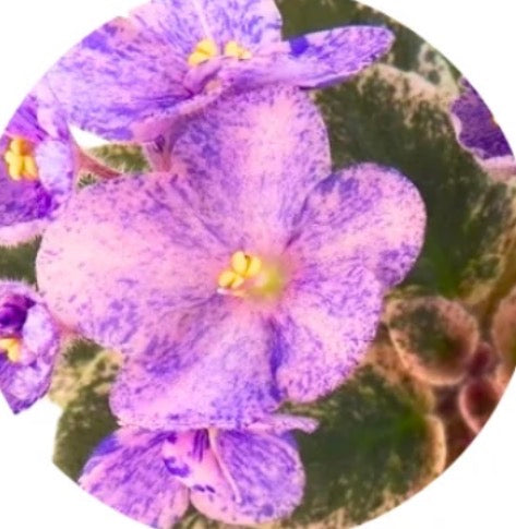 Cajun’s Le Bon Ton Roule Miniature African Violet