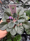Precious Lavender (Miniature) African Violet